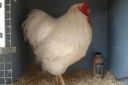 the_spotted_egg___large_wyandotte___cock___white___2.jpg