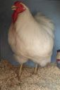 the_spotted_egg___large_wyandotte___cock___white___4.jpg