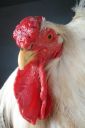 the_spotted_egg___large_wyandotte___cock___white___5.jpg