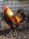 the_spotted_egg___large_wyandotte___cockerel___blue_partridge___1.jpg