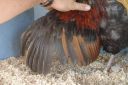 the_spotted_egg___large_wyandotte___cockerel___blue_partridge___3.jpg