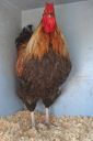 the_spotted_egg___large_wyandotte___cockerel___blue_partridge___4.jpg