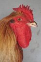 the_spotted_egg___large_wyandotte___cockerel___blue_partridge___5.jpg