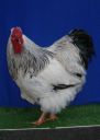 the_spotted_egg___large_wyandotte___cockerel___columbian___1.jpg