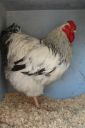 the_spotted_egg___large_wyandotte___cockerel___columbian___2.jpg