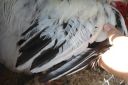 the_spotted_egg___large_wyandotte___cockerel___columbian___3.jpg