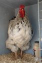 the_spotted_egg___large_wyandotte___cockerel___columbian___4.jpg