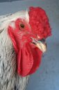 the_spotted_egg___large_wyandotte___cockerel___columbian___5.jpg