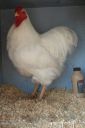 the_spotted_egg___large_wyandotte___cockerel___white___1.jpg