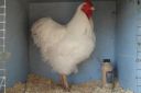 the_spotted_egg___large_wyandotte___cockerel___white___2.jpg