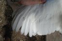 the_spotted_egg___large_wyandotte___cockerel___white___3.jpg