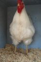 the_spotted_egg___large_wyandotte___cockerel___white___4.jpg