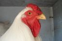 the_spotted_egg___large_wyandotte___cockerel___white___5.jpg