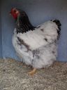 the_spotted_egg___large_wyandotte___pullet___columbian___1.jpg