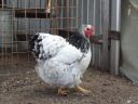 the_spotted_egg___large_wyandotte___pullet___columbian___2.jpg
