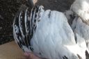 the_spotted_egg___large_wyandotte___pullet___columbian___3.jpg