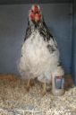 the_spotted_egg___large_wyandotte___pullet___columbian___4.jpg