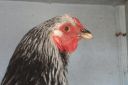 the_spotted_egg___large_wyandotte___pullet___columbian___5.jpg