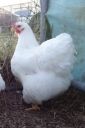 the_spotted_egg___large_wyandotte___pullet___white___1.jpg