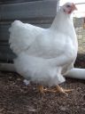 the_spotted_egg___large_wyandotte___pullet___white___2.jpg
