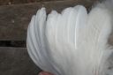 the_spotted_egg___large_wyandotte___pullet___white___3.jpg