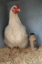 the_spotted_egg___large_wyandotte___pullet___white___4.jpg