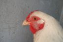 the_spotted_egg___large_wyandotte___pullet___white___5.jpg